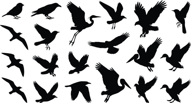 Wild birds silhouettes vector set featuring detailed shapes of flying heron pelican duck crow eagle and seagulls isolated on clear white background