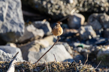 Naklejka premium Stonechat perched among coastal rocks