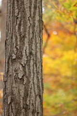 Obraz premium Forest in fall season
