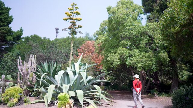 Pretty senior woman walks by an Agave Century plant at the Mendocino Coastal Botanical Gardens in Fort Bragg California.