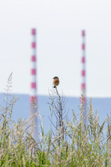 Naklejka premium Stonechat with the Poolbeg chimneys behind
