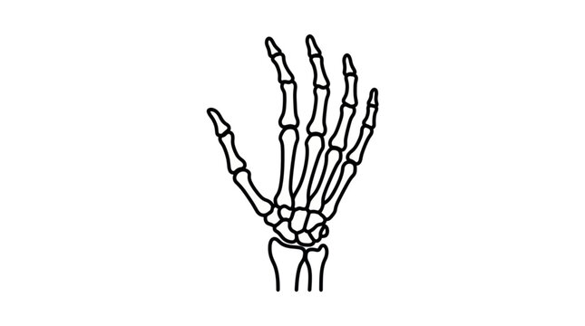hand skeleton