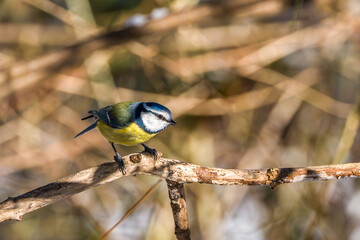 The Eurasian blue tit, Cyanistes caeruleus is a small passerine bird in the tit family, Paridae. © rudiernst