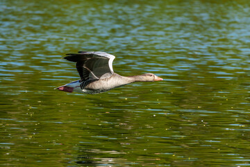 The flying greylag goose, Anser anser is a species of large goose © rudiernst