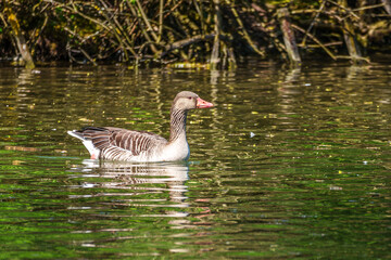 The greylag goose, Anser anser is a species of large goose © rudiernst