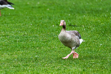 The greylag goose, Anser anser is a species of large goose © rudiernst