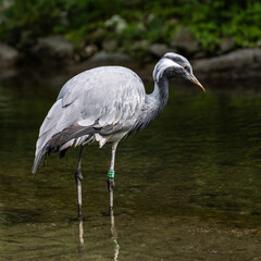 Naklejka premium The Blue Crane, Grus paradisea, is an endangered bird