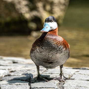 Ruddy Duck, Oxyura jamaicensis, swimming on water surface
