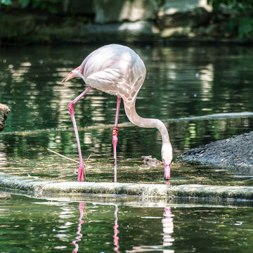 The American flamingo, Phoenicopterus ruber is a large species of flamingo
