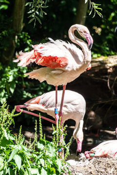 The American flamingo, Phoenicopterus ruber is a large species of flamingo
