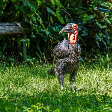 Southern Ground Hornbill, Bucorvus leadbeateri in its Natural Habitat
