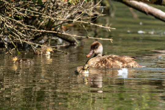Wild duck or mallard, Anas platyrhynchos family with young goslings at a lake in Munich, Germany