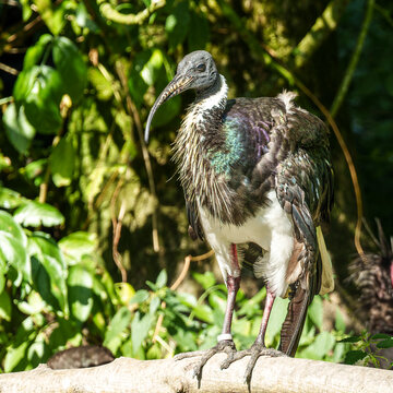 The Straw-necked Ibis, Threskiornis spinicollis is a bird of the ibis family