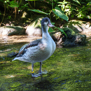 Young Common Shelduck fledgling, Tadorna tadorna