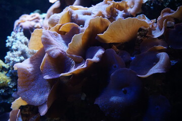 Close up of a blue Corallimorpharia coral at a coral reef © AlexanderRuszczynski