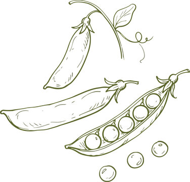 Hand drawn illustration of fresh green pea pods and single peas with a vine
