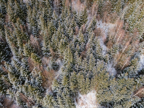 Aerial view of the spruce forest in Svatodusna dolina within the Polana mountains, featuring snow-dusted evergreen trees and winter landscape in Lubietova, Banska Bystrica Regio, Slovakia.