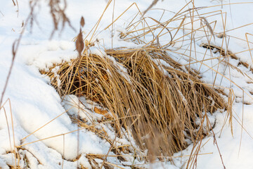 Naklejka premium Snow blankets dry grasses in a quiet winter scene
