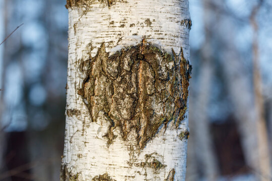 Heart-shaped scar on birch tree trunk