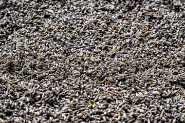 Semi di Lavanda © Giuliano Bianchini
