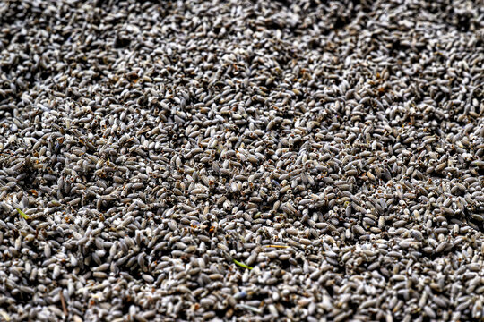 Semi di Lavanda