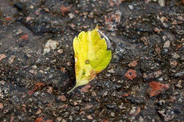 Naklejka premium Yellow leaf rests on wet, cracked pavement