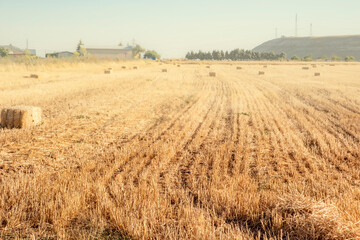 Rectangular hay bales on harvested wheat field. A peaceful agricultural landscape showcasing the abundance of a late summer harvest. © ismailgazel