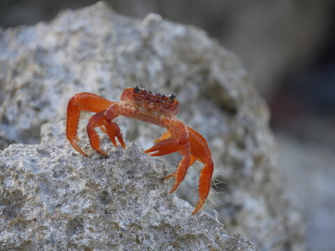 Crab on rock, Rota, Mariana Islands	