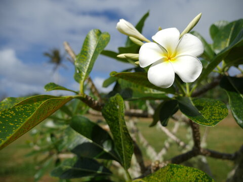 Close shot of plumeria flower, Rota, Mariana Islands	