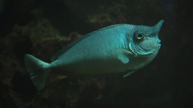 Side profile shot of a Bluespine Unicornfish (Naso unicornis) displaying its horn-like snout extension while swimming in dark aquatic water. 4K.