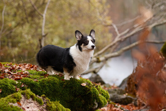 A black and white Corgi stands alert on a rock covered in moss under golden forest light. The background is full of yellow leaves and blurred trees.