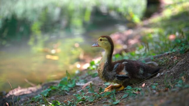Young duckling resting beside a peaceful pond surrounded by lush vegetation and trees. Wildlife, nature, wetland habitat and tranquil outdoor environment with soft natural bokeh. 4K.