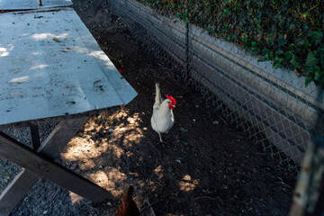 white hen with red crest in backyard chicken coop © Nicole Kandi