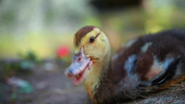 Young wild duckling eating food in natural freshwater environment. Detailed juvenile plumage and colorful bill highlight feeding behavior, wildlife, biodiversity and natural habitat. 4K.
