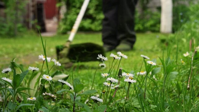 Gardener trim backyard grass with a grass trimmer