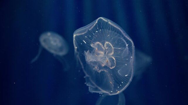 Translucent jellyfish swimming gracefully in deep blue water, with glowing bells and delicate tentacles illuminated by soft underwater light. Marine life and ocean wildlife concept. 4K.
