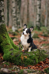 Obraz premium A black and white corgi poses beside a tree wrapped in green moss. The dry leaves add texture to the forest floor.