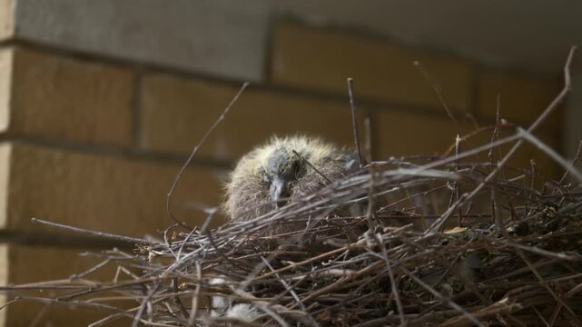 Close-up of a tiny newborn pigeon squab sitting inside a twig nest near a yellow brick wall. Urban wildlife, bird breeding, natural nesting in human environments, fragile new life, and city fauna. 4K.
