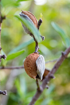Ripe almond nuts, Prunus dulcis, on a tree branch in September