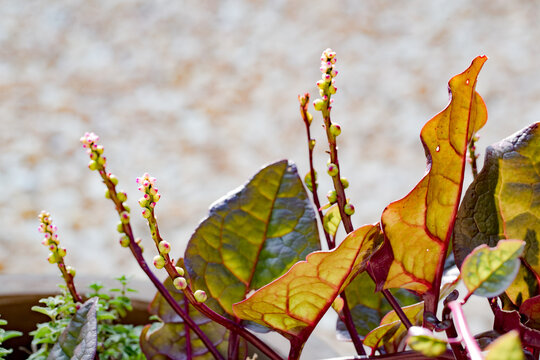 Basella alba, Malabar spinach plant growing in an outdoor garden