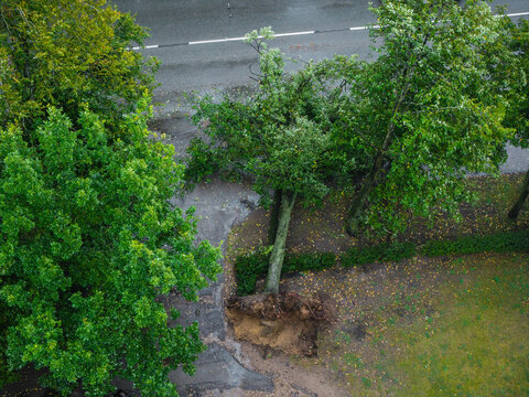 Aerial view of a fallen tree with exposed roots in the Agenskalna Priedes residential district after a storm, with green trees and a paved road in Riga, Latvia.