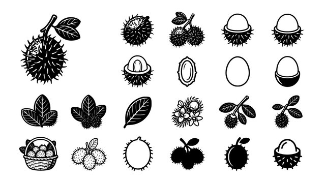 Set of black and white rambutan fruit icons and design elements on white background