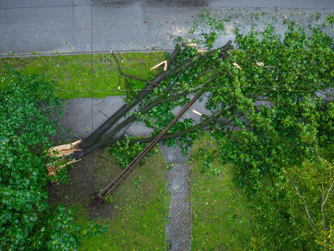 Aerial view of storm-felled trees blocking a sidewalk and leaning against a utility pole in an urban area after a storm in Riga, Latvia.