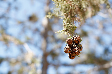 Cupressus sempervirens cypress cones in Limassol, Cyprus © 2xwilfinger