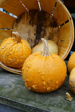 Colorful orange, white, and green decorative pumpkins and gourds in the fall