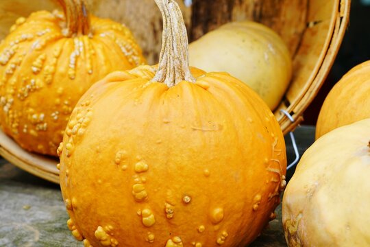 Colorful orange, white, and green decorative pumpkins and gourds in the fall