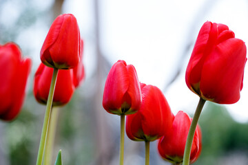 Fototapeta premium Vibrant red Tulipa flowers in spring garden
