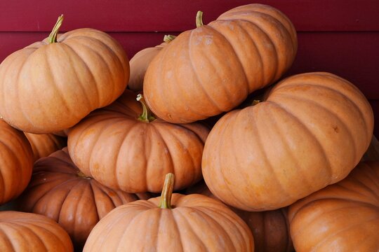 Cheese pumpkins at the farmers market in the fall