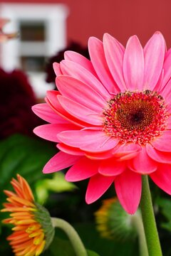 Gerbera daisy flower growing the garden