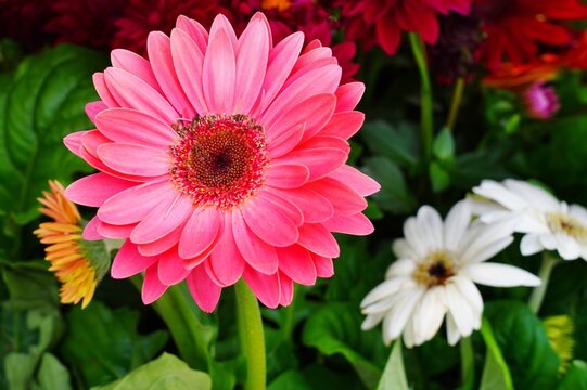 Gerbera daisy flower growing the garden